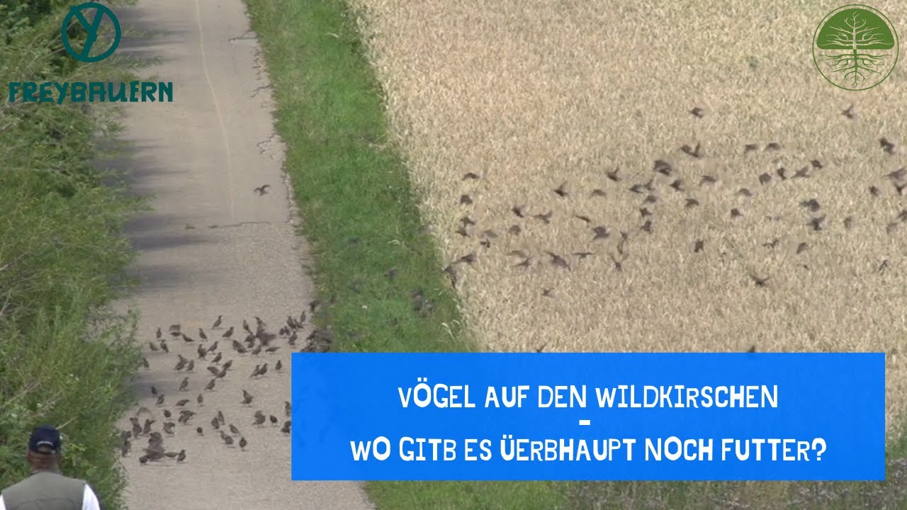 Thumbnail youtube mO7hXeiHBME.jpg