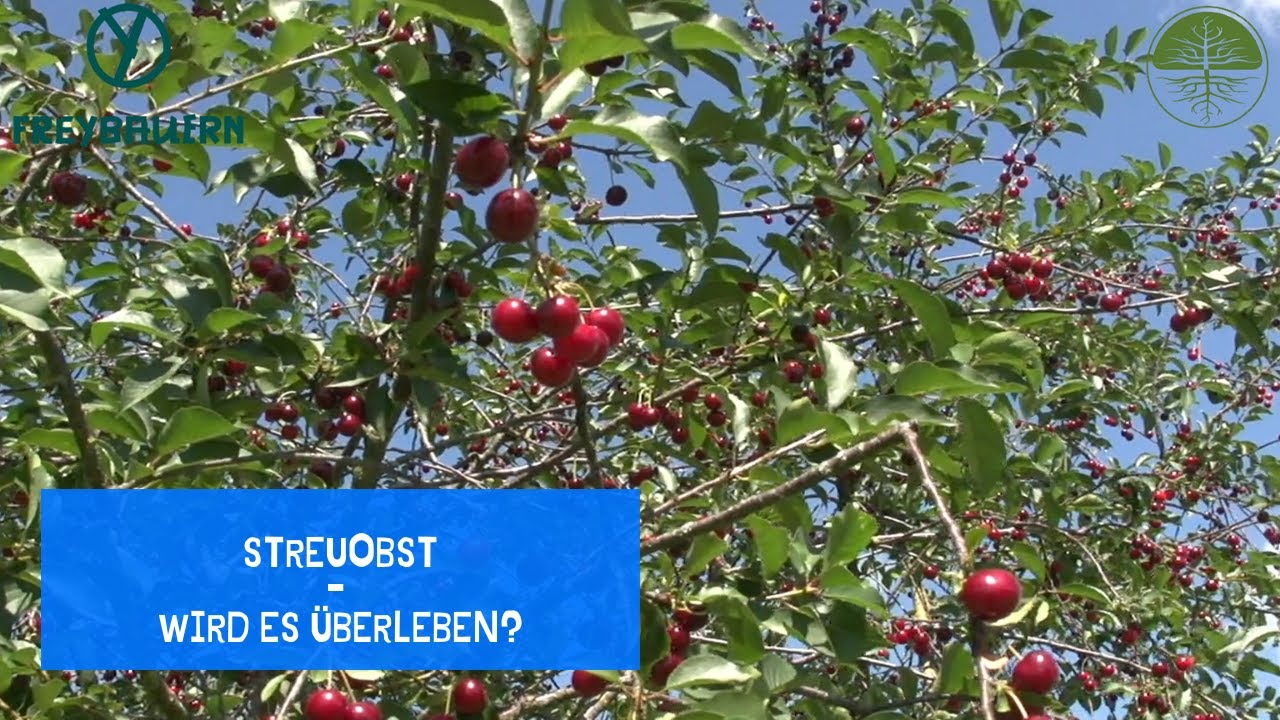 Thumbnail youtube lSb4J5BvaqE.jpg