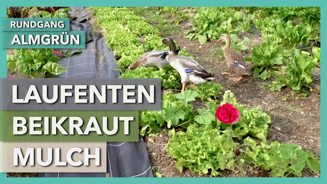 Thumbnail youtube wGzLFXnEd4g.jpg