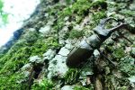 WWF Österreich – Artikel “Wie geht es der Artenvielfalt im österreichischen Wald ”.jpg