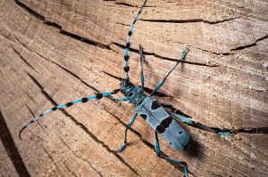Waldgeschichten.com – “Wald & Biodiversität”.jpg