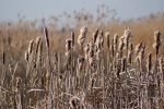 Paludikulturen – Landwirtschaft auf Moorböden.jpg